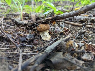 A stick is no obstacle for the growth of the Boletus reticulatus mushroom