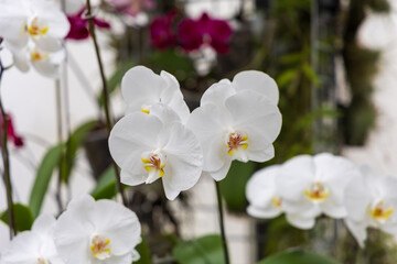 Rare Orchid flowers. Colorful Orchid flowers