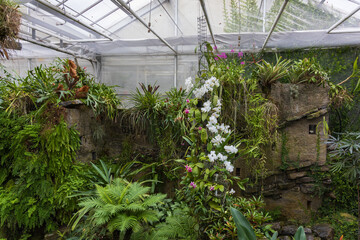 Rare Orchid flowers. Colorful Orchid flowers