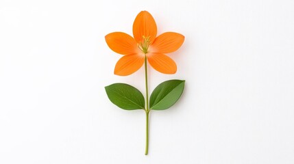 Bright Orange Flower with Green Leaves on Minimalist Background