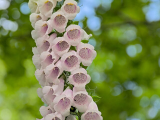 Closeup of bright pink foxglove flowers - digitalis © Kristof Lauwers
