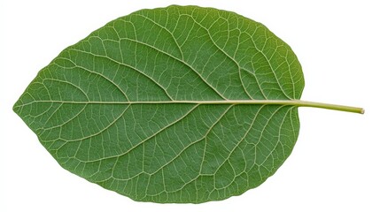 Obraz premium Detailed Close-Up of a Fresh Green Leaf with Leaf Veins