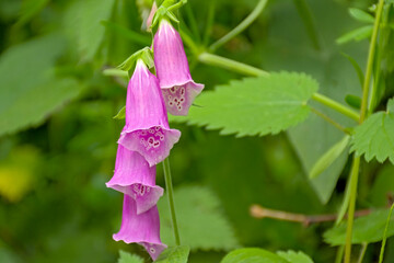 Closeup of bright pink foxglove flowers - digitalis © Kristof Lauwers