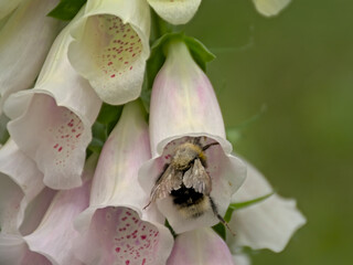 Closeup of bright pink foxglove flowers with a bee comming for nectar. © Kristof Lauwers