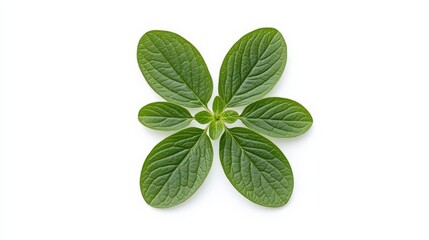 Fresh Green Leaves Isolated on White Background for Nature Concepts