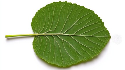 Obraz premium Detailed Close-Up of a Fresh Green Leaf on a White Background