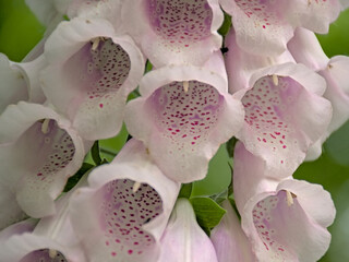 Closeup of bright pink foxglove flowers - digitalis © Kristof Lauwers