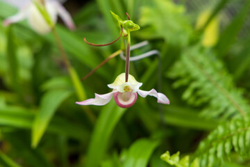 Rare Orchid flowers. Colorful Orchid flowers