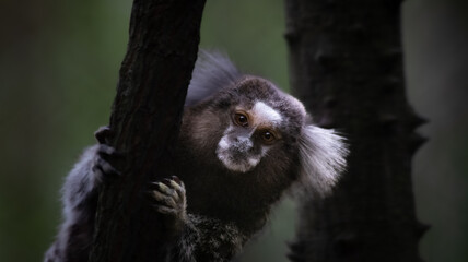 black and white monkey