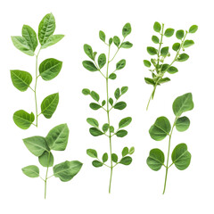 Obraz premium Moringa leaves displayed on a transparent background showcasing their vibrant green color and unique leaf structure, Moringa leaves on transparent background