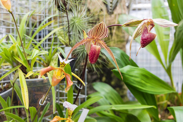 Rare Orchid flowers. Colorful Orchid flowers