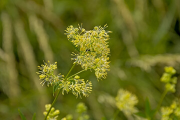 closeup of a flowering common meadow rue - Thalictrum flavum 