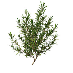 Fototapeta premium Fresh rosemary bush isolated on transparent background casting a distinct shadow for culinary and botanical use, rosemary bush, file of isolated object with shadow on transparent background
