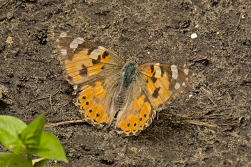  Painted lady butterfly,sitting with open wings closeup - Vanessa cardui 