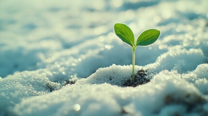 A single plant sprouting through the snow, symbolizing the resilience of nature and new beginnings.