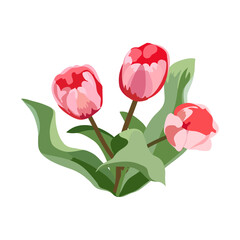 Bouquet of pink tulips on white background. Vector floral pattern.