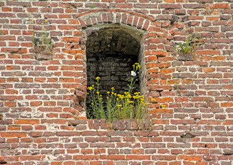 Wildflowers growing out of a window in the ruins of an old brick stone mill in Melsen, Flanders, Belgium. low angle view 