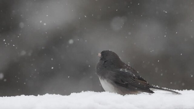 Dark Eyed Junco, Junco hyemalis, in snowstorm as he looks around with snow falling on his feathers