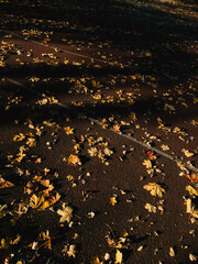 Dry yellow maple leaves covering dark asphalt on deserted running track, basking in warm sunlight...