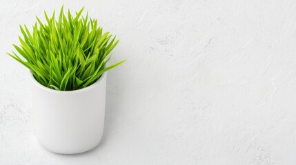 Potted grass on white background, copy space