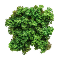 Fototapeta premium Vibrant green moss isolated on a transparent background showcasing its intricate texture and natural beauty, green moss isolated on tansparent