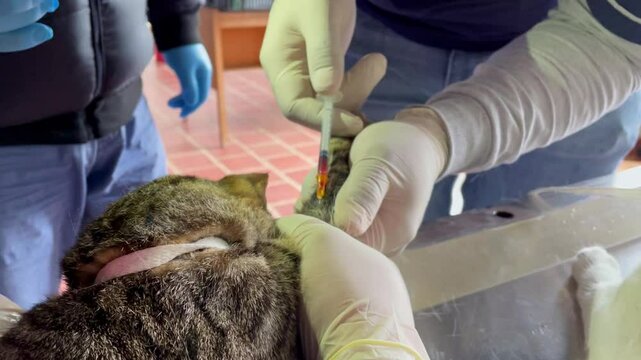 Inyecci&oacute;n de anestesia a un gato color pardo, donde insertan la aguja por una de sus patas, mientras dos manos la sostienen.
