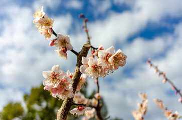 梅の花と青空