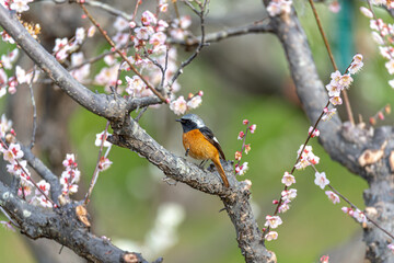 ジョウビタキ（オス）と梅の花