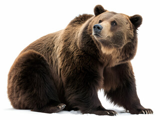 Obraz premium brown bear isolated on white