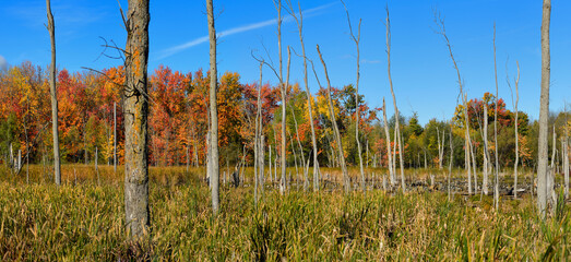 Ontario marshland in Autumn with colorful tree leaves and Canada Geese in pond