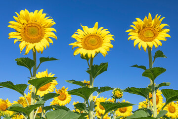 Three Sunflower Blooms against a Blue Sky in a Sunflower Field