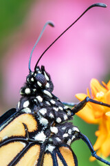 Close Up of a Monarch Butterfly on the Bloom of a Butterfly Weed with a Colorful Background