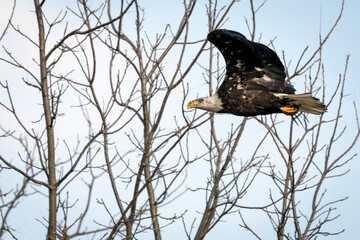 A Bald Eagle in Flight Against Bare Trees