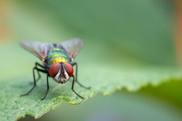 Close Up of a Fly on a Leaf