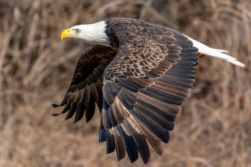 Close Up of a Bald Eagle in Flight