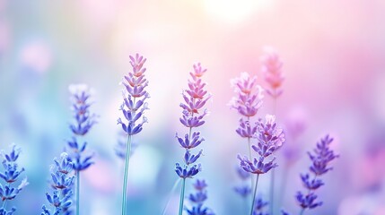 Obraz premium Soft blurred background with gentle pastel blue, lavender, and pink hues, dreamy and calming