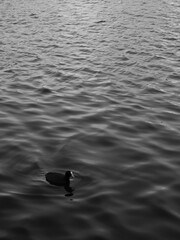 Ente auf der Spree Berlin