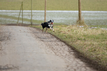 Boder Collie spielt mit einem orangen Ball im Winter 