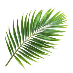 Obraz premium Lush green palm leaf isolated on a bright transparent background showcasing its detailed structure and vibrant color, palm leaf isolated transparent background