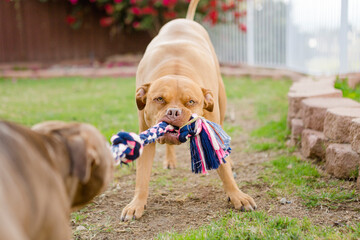 Two cute brown American Pit Bull terrier dogs playing tug-of-war with toy rope in grass © Ali
