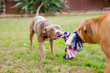 Two cute brown American Pit Bull terrier dogs playing tug-of-war with toy rope in grass