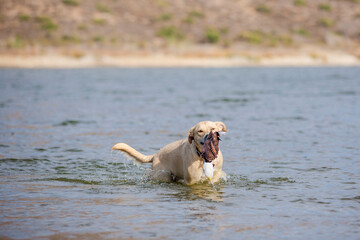 Happy tan and white mixed breed dog swimming in water at lake shore holding toy duck in mouth...