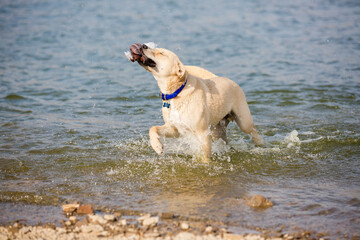 Happy tan and white mixed breed dog playing in water at lake shore holding toy duck in mouth eyes...