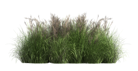 3d render of grass, isolated over transparent background, PNG cut-out