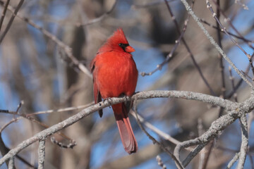 Cardinals in Winter