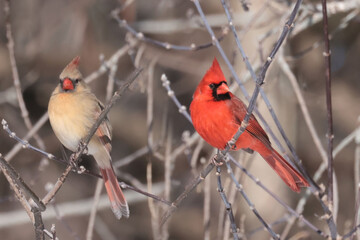 Cardinals in Winter