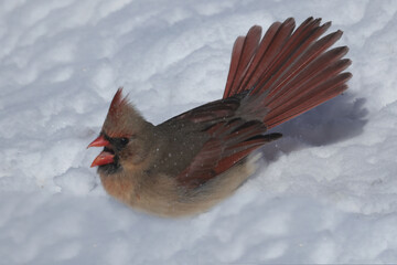 Cardinals in Winter