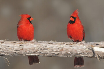 Cardinals in winter