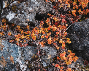 Vibrant autumn-colored plants growing on mossy lava rocks in Berserkjahraun, Snæfellsnes Peninsula, West Iceland.