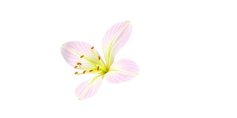 Fototapeta premium Codonopsis convolvulacea subsp forrestii with delicate bells